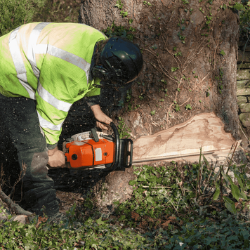 Picture of our tree cutter making a precise wedge to remove a large tree from the base