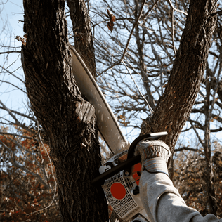 Picture of tree trimming in Decatur Illinois
